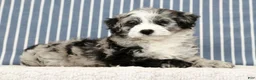 Mini Bernedoodle dogs for sale: Tabby - Ad 4