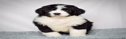 Bernedoodle dogs for sale: Mr. Monty - Ad 4