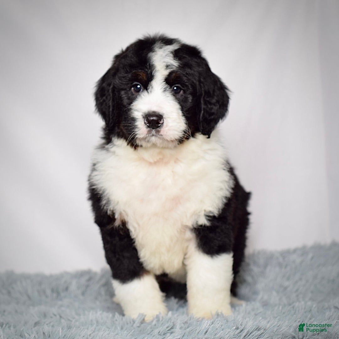 Bernedoodle dogs for sale: Mr. Monty - Ad 4
