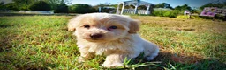 Havapoo dogs for sale: Loki-Sale!!! - Ad 9