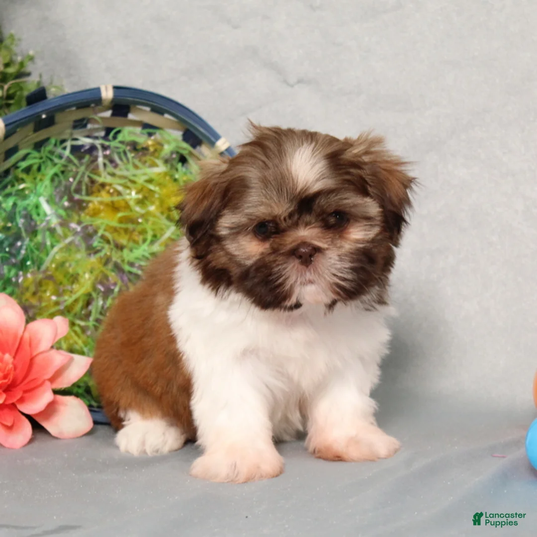 Shih Tzu dogs for sale: Happy AKC - Ad 1