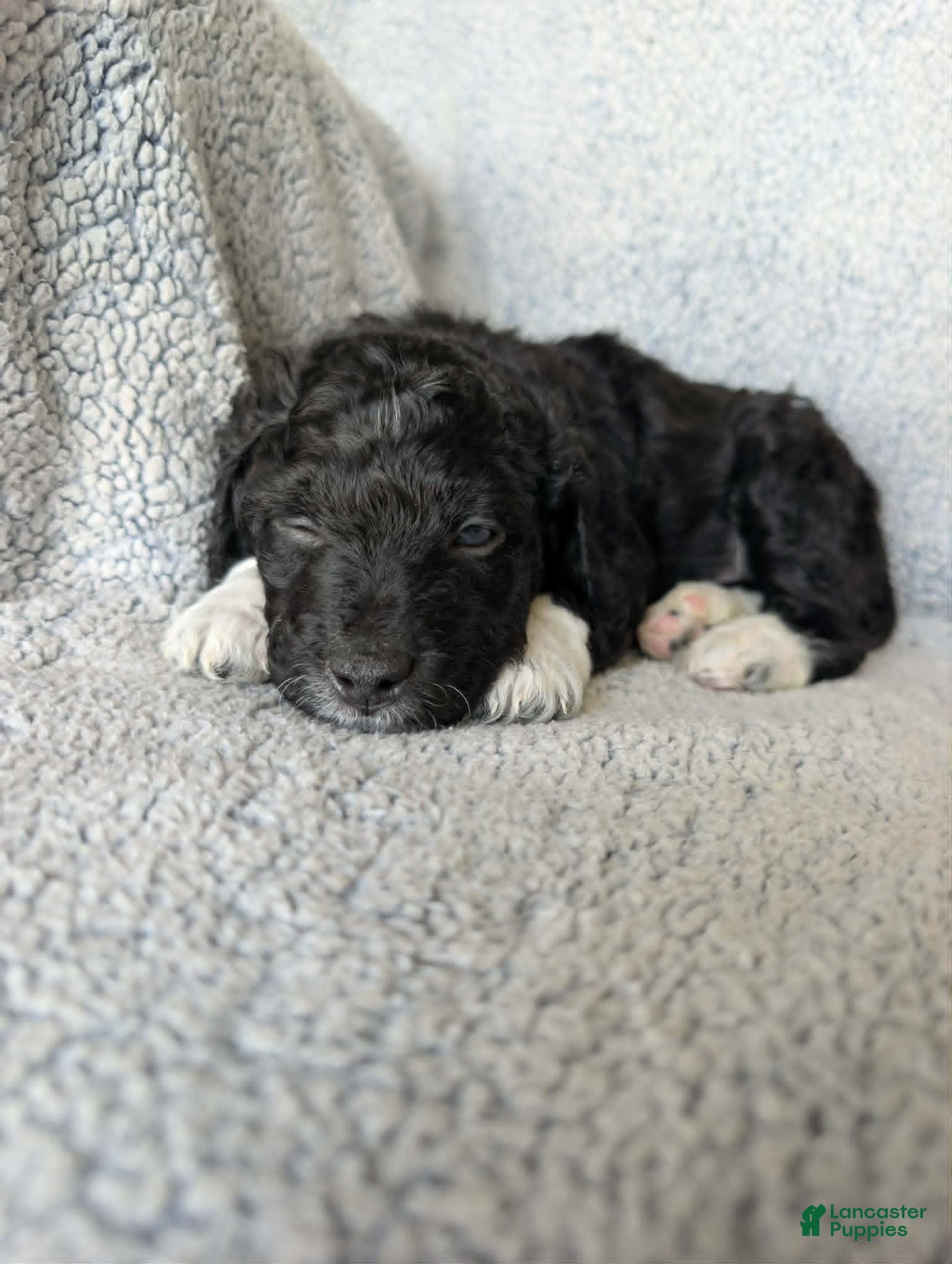 Mixed Breed dogs for sale: Boots  - Ad 5