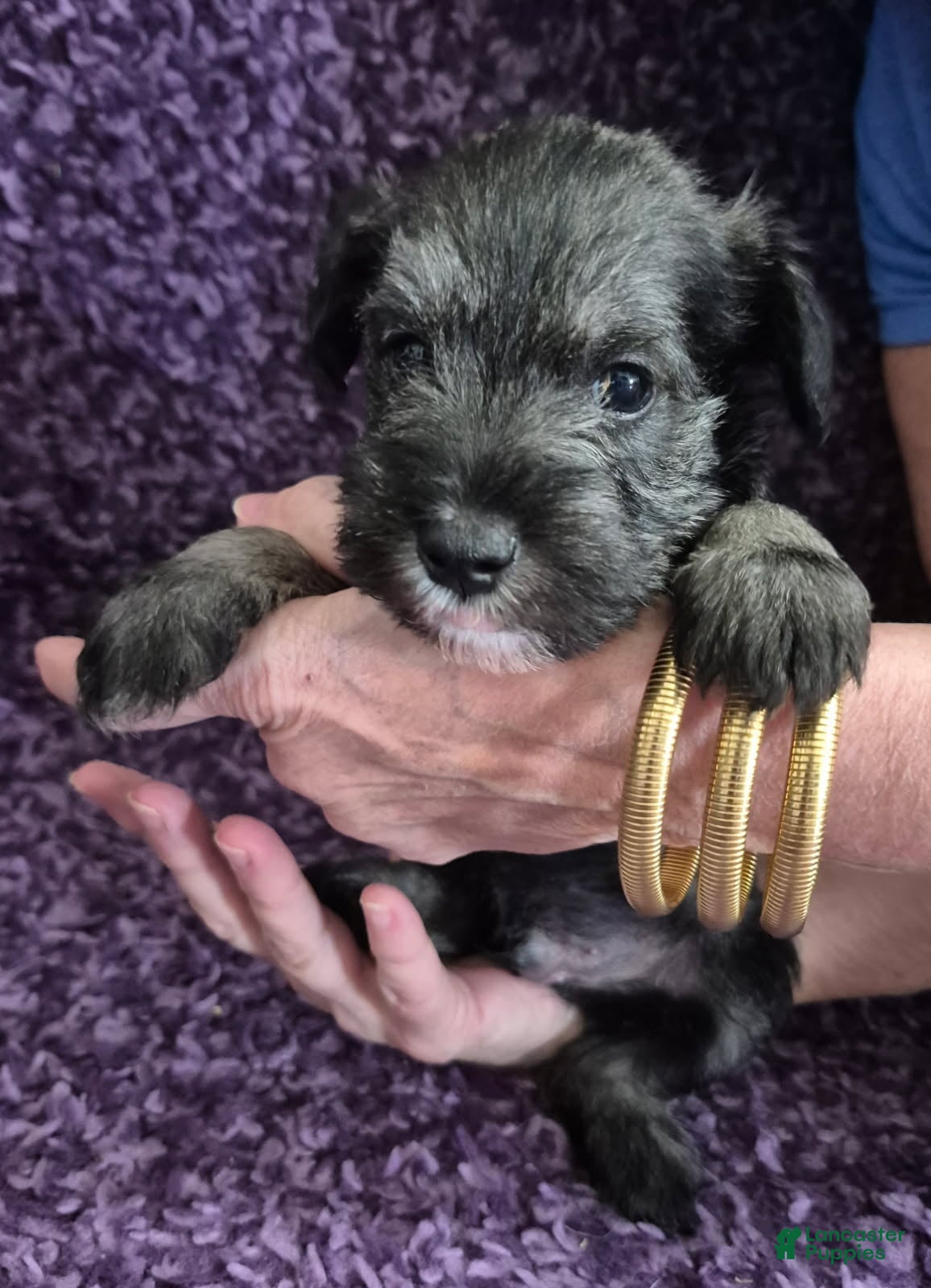 Miniature Schnauzer dogs for sale: Boy 2 - Ad 1