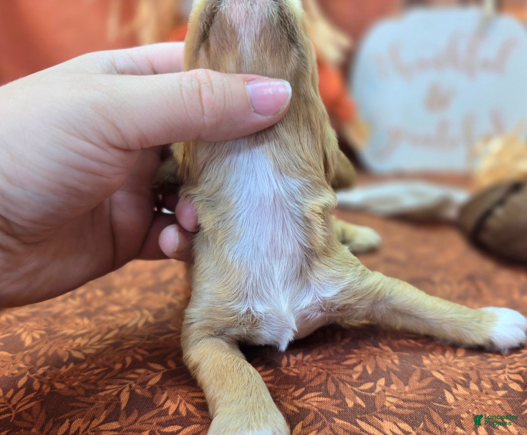 Cockapoo dogs for sale: Captain Walden - Ad 19