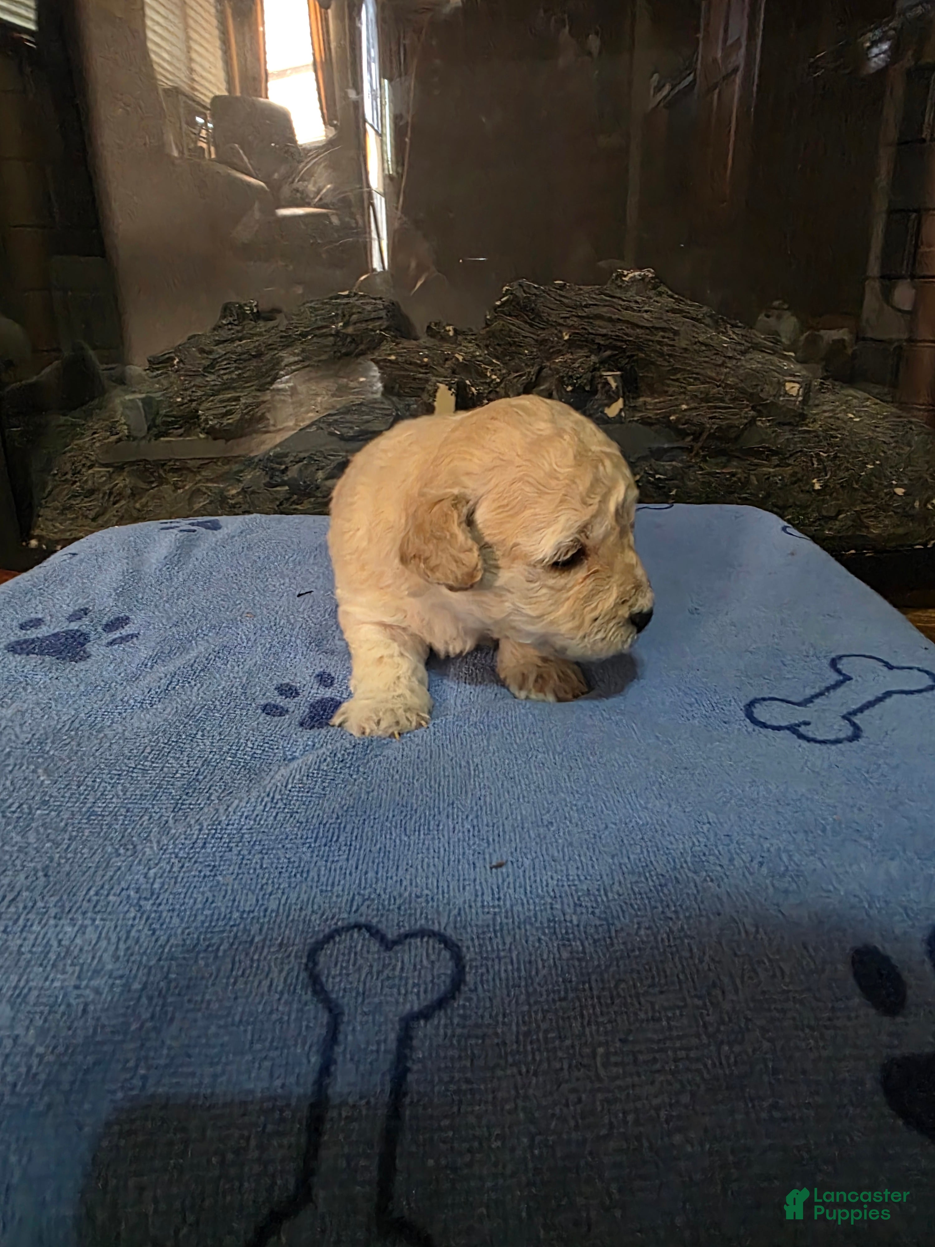 Maltipoo dogs Maltipoo Puppy 3 - Ad 16