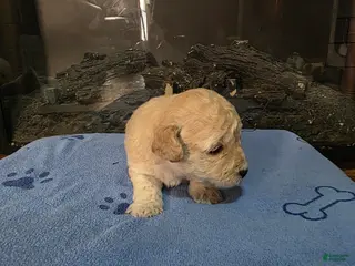 Maltipoo dogs Maltipoo Puppy 3 - Ad 34