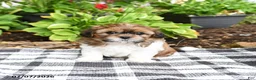 Shih Tzu dogs for sale: Bramble - Ad 4