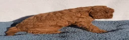 Cavapoo dogs for sale: Oakley - Ad 3