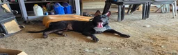 German Shepherd dogs for sale: German Shepherd 1 - Ad 16