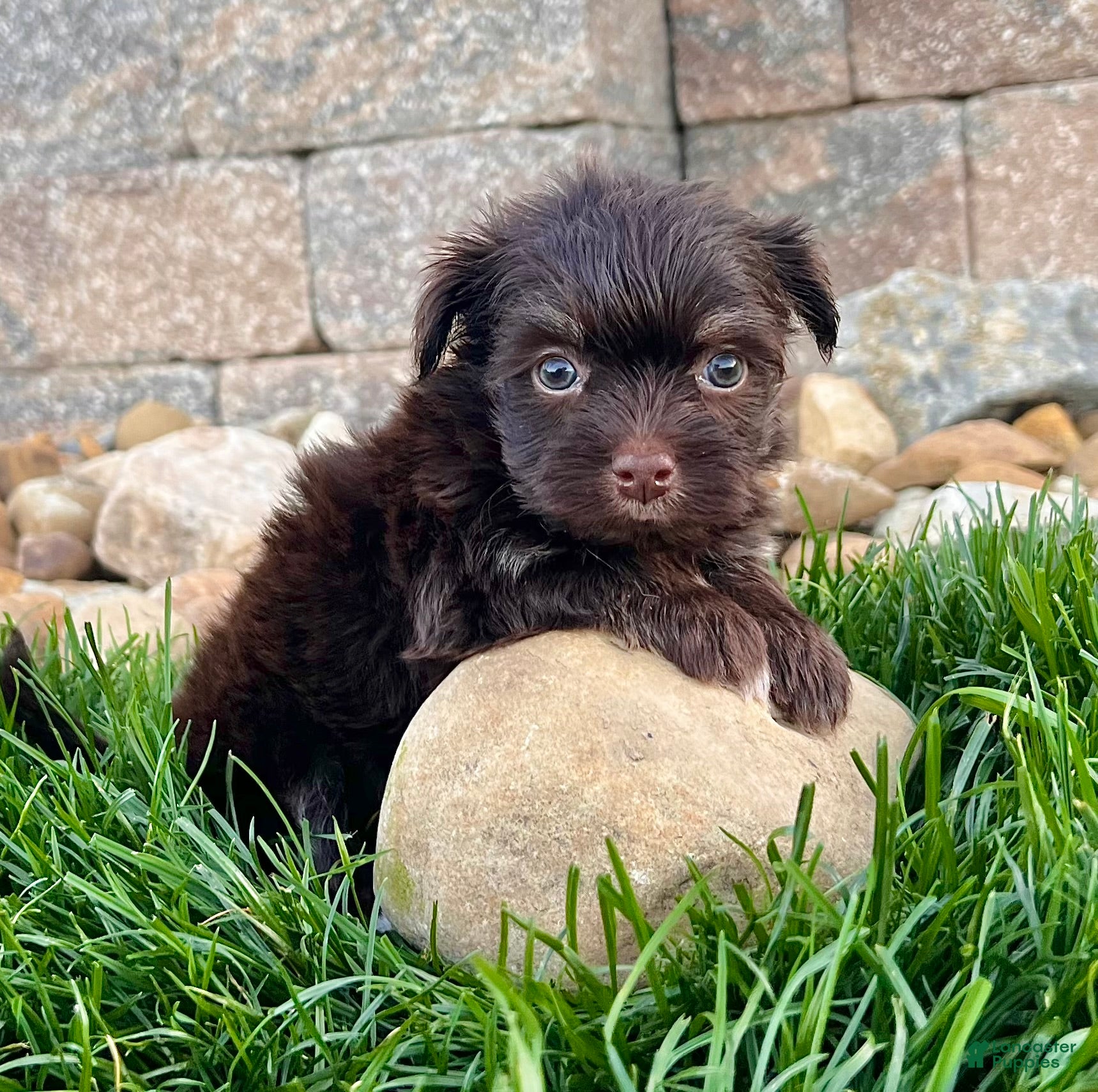 Havanese dogs Ricky - Ad 2