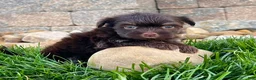 Havanese dogs for sale: Ricky - Ad 2