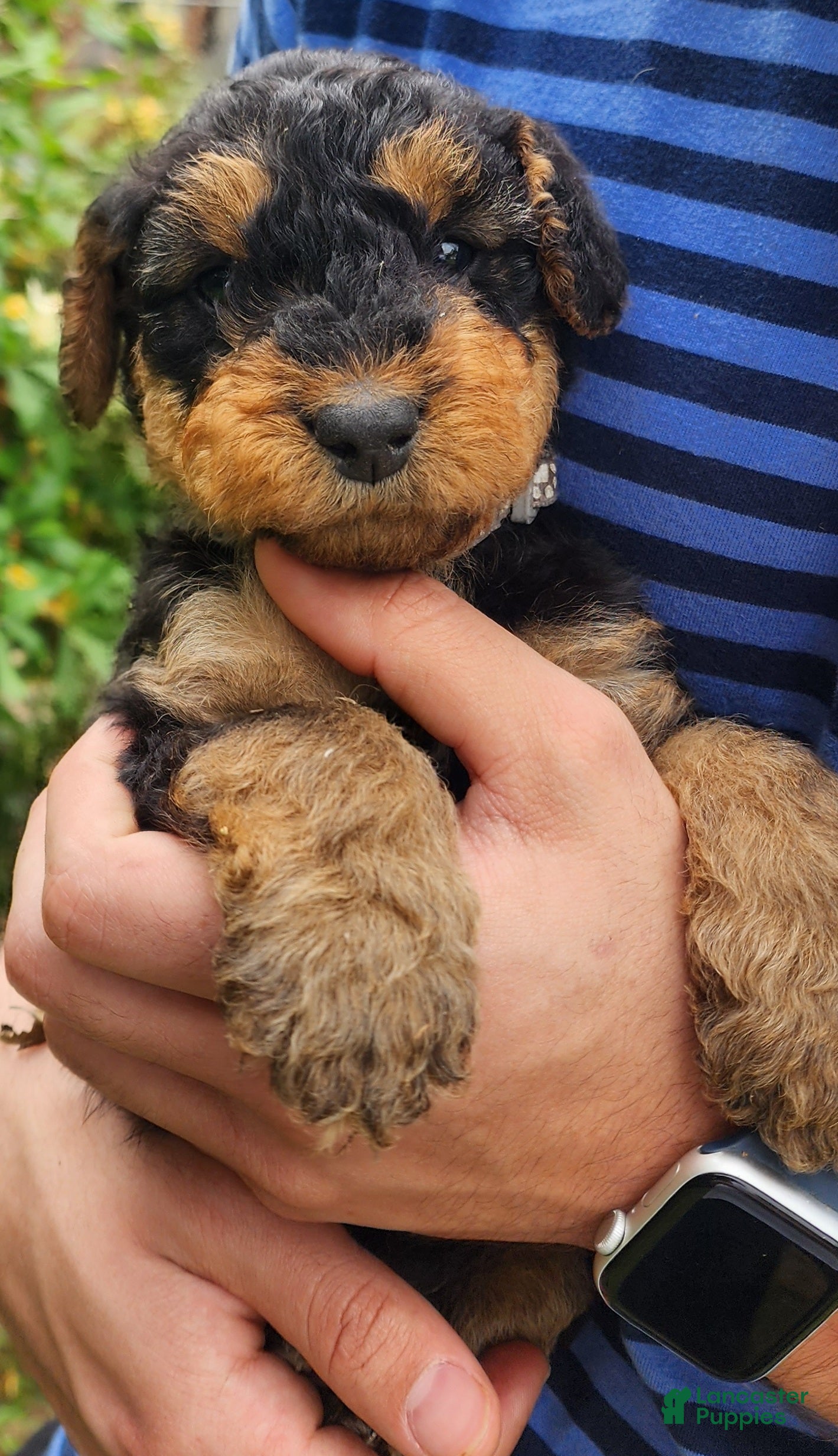 Airedale Terrier dogs Enchanted Airedales - Tan Boy - Ad 2