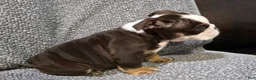 English Bulldog dogs for sale: Motley - Ad 5