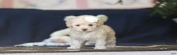 Toy Poodle dogs for sale: Betsy - Ad 8