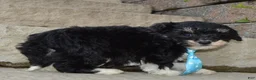 Mini Bernedoodle dogs for sale: Mini Buster - Ad 3