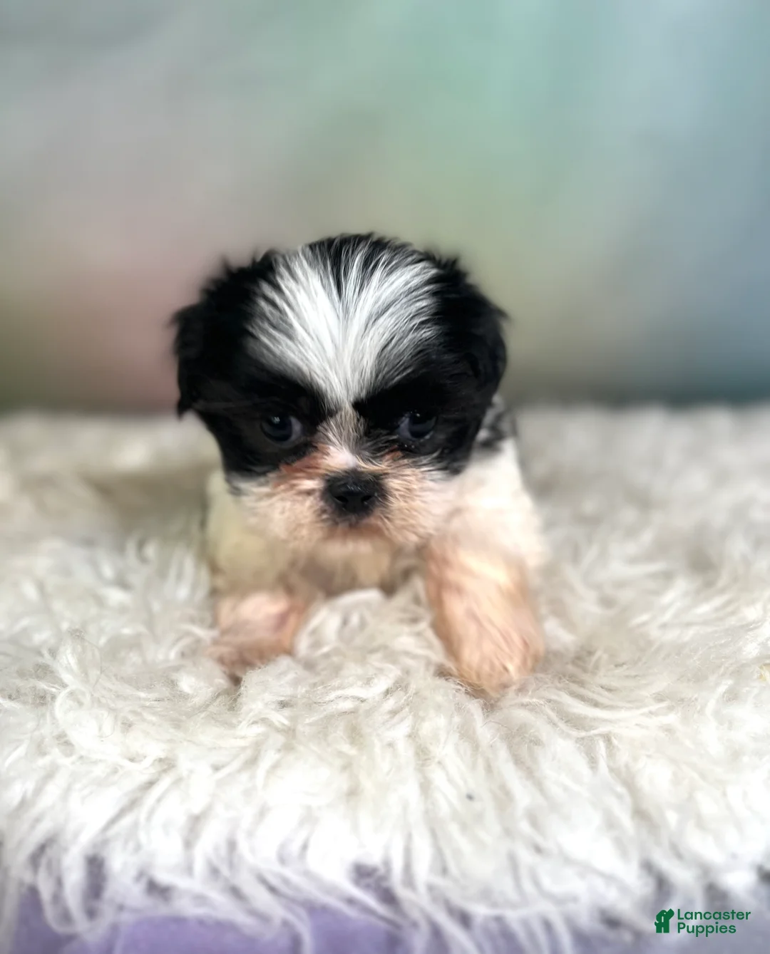 Teddy Bear dogs for sale: Onyx - Ad 2