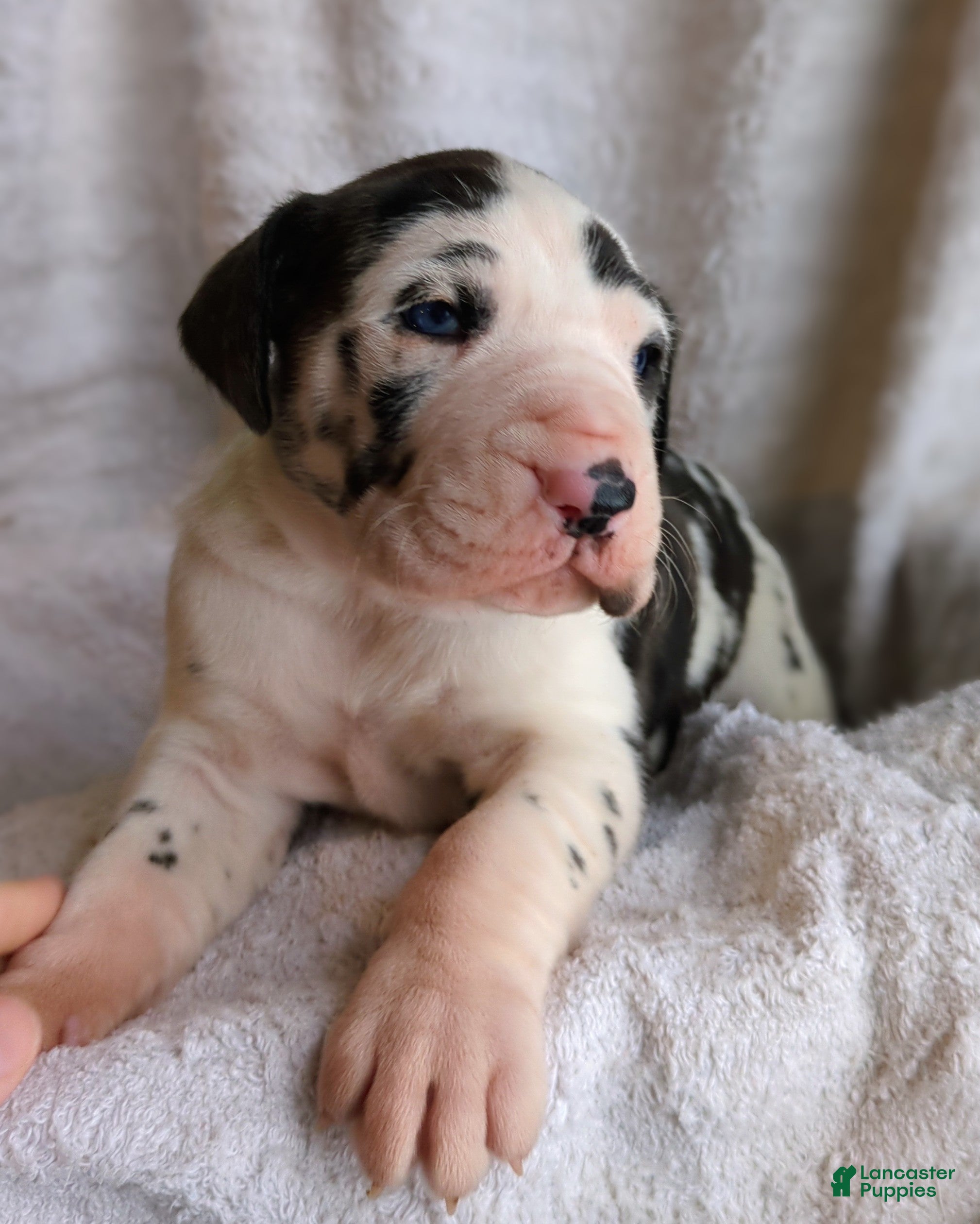 Great Dane dogs Aspen - Ad 2