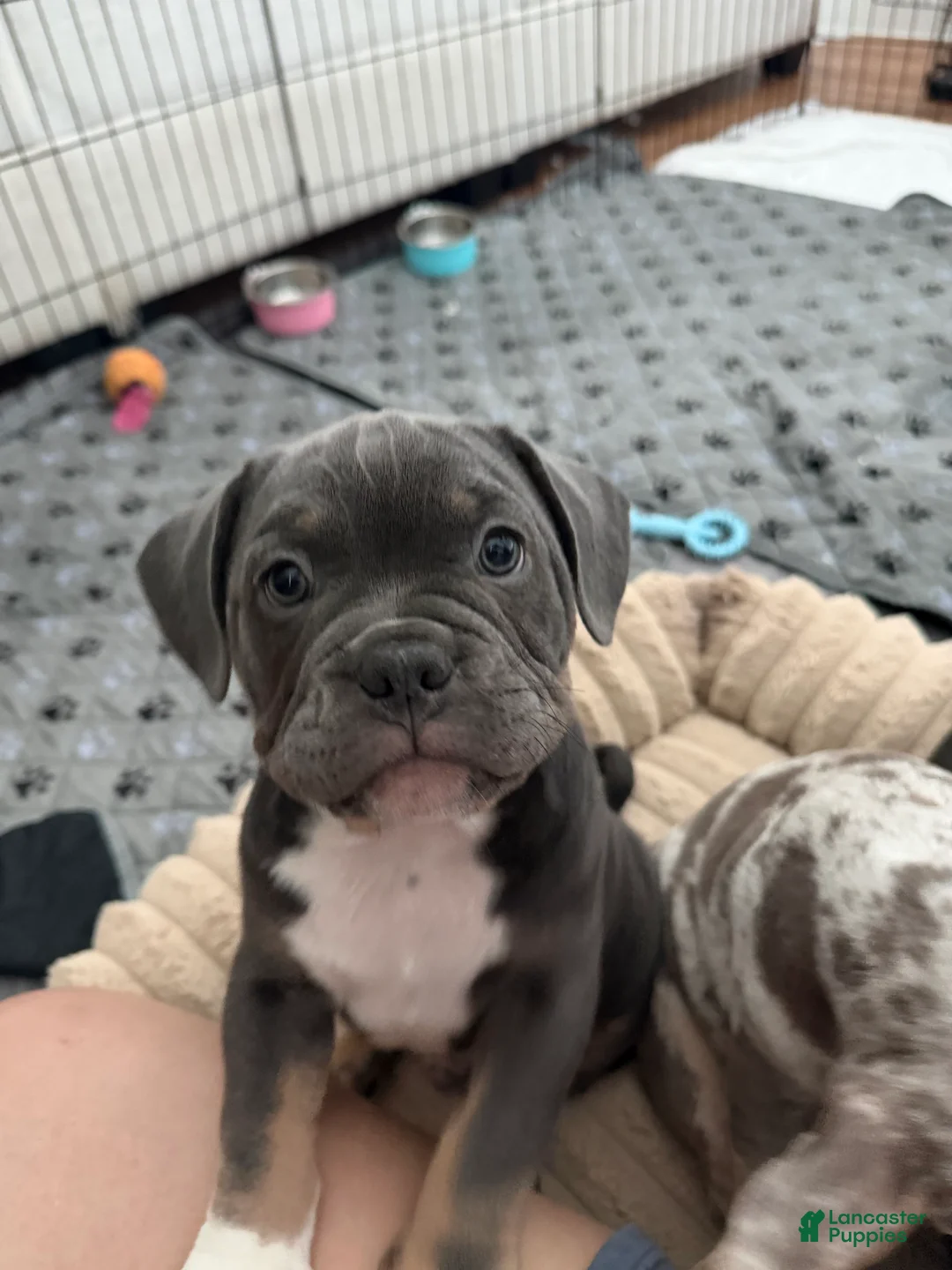 Mixed Breed dogs for sale: Blue Tricolored, Micro Bully Male - Ad 2