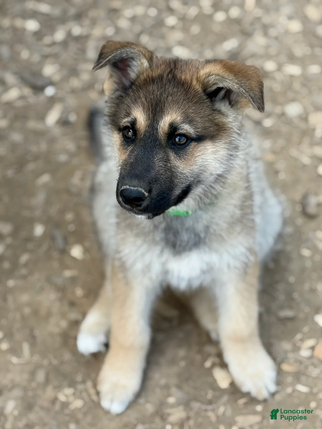 Gerberian Shepsky dogs for sale: Draco - Ad 2