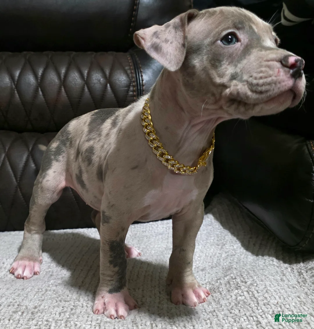 American Pit Bull Terrier dogs for sale: Zula - Ad 2