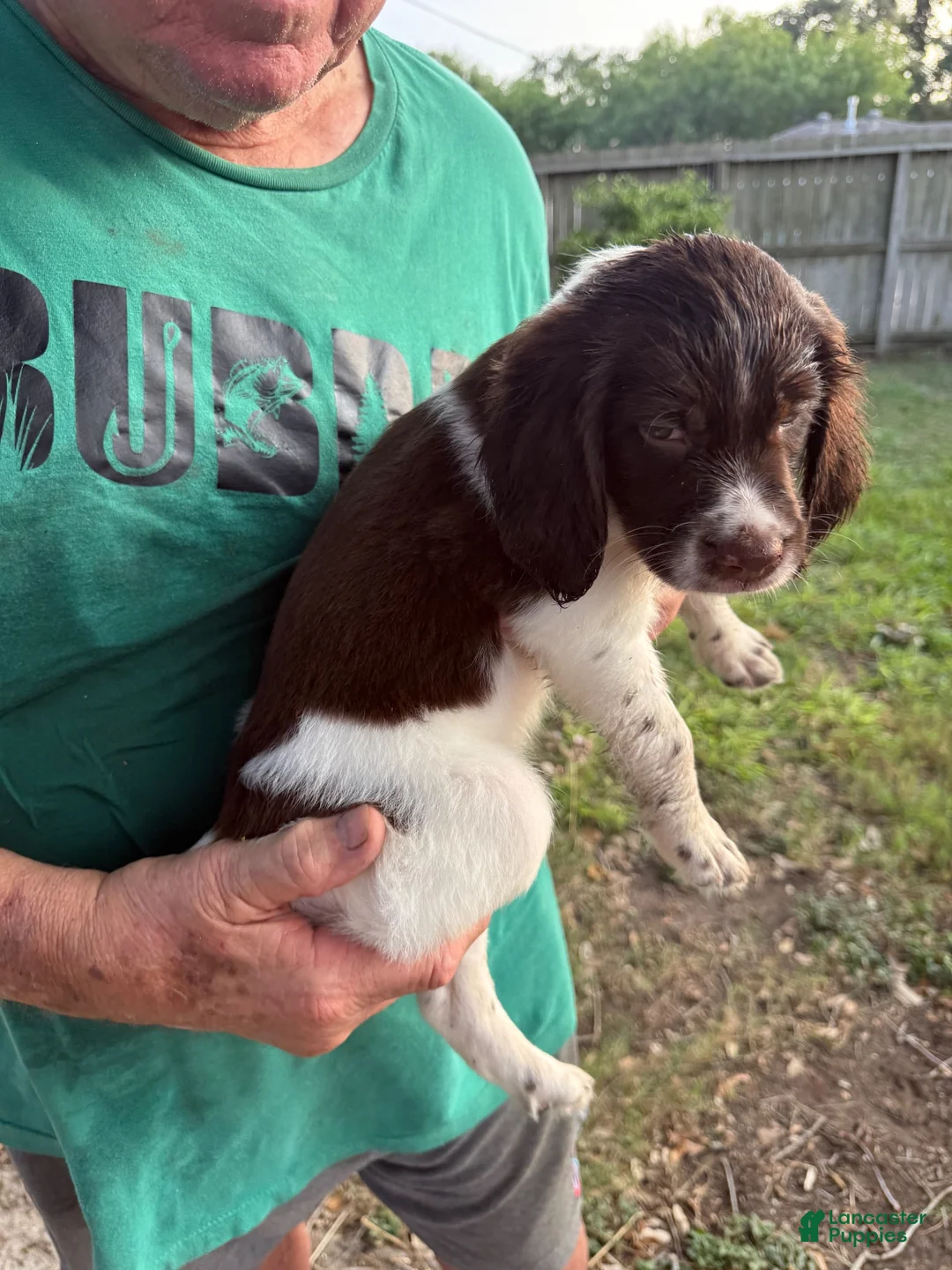 Brittany Spaniel dogs for sale: Jellybean - Ad 1