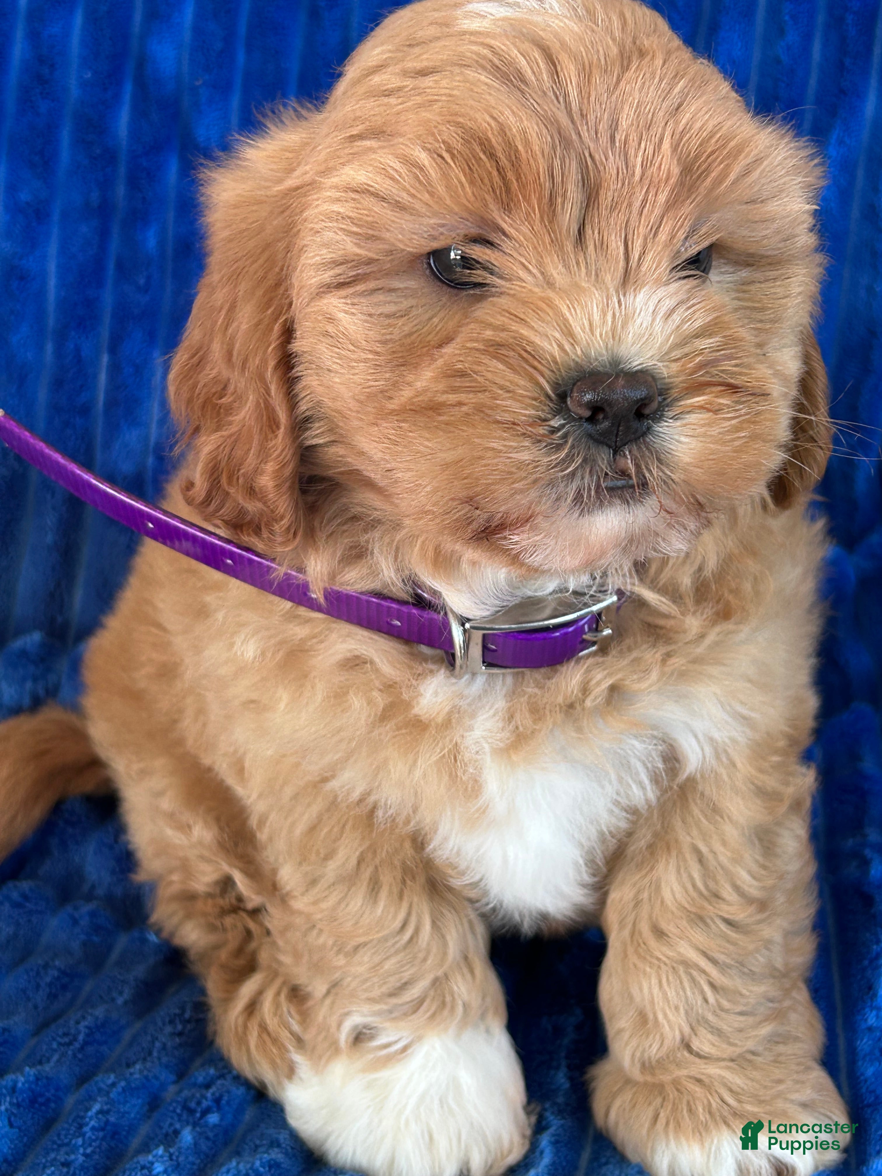 Shihpoo dogs POLLY - Ad 1