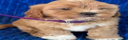 Shihpoo dogs for sale: POLLY - Ad 1