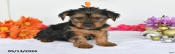Yorkshire Terrier dogs for sale: Alex - Ad 3