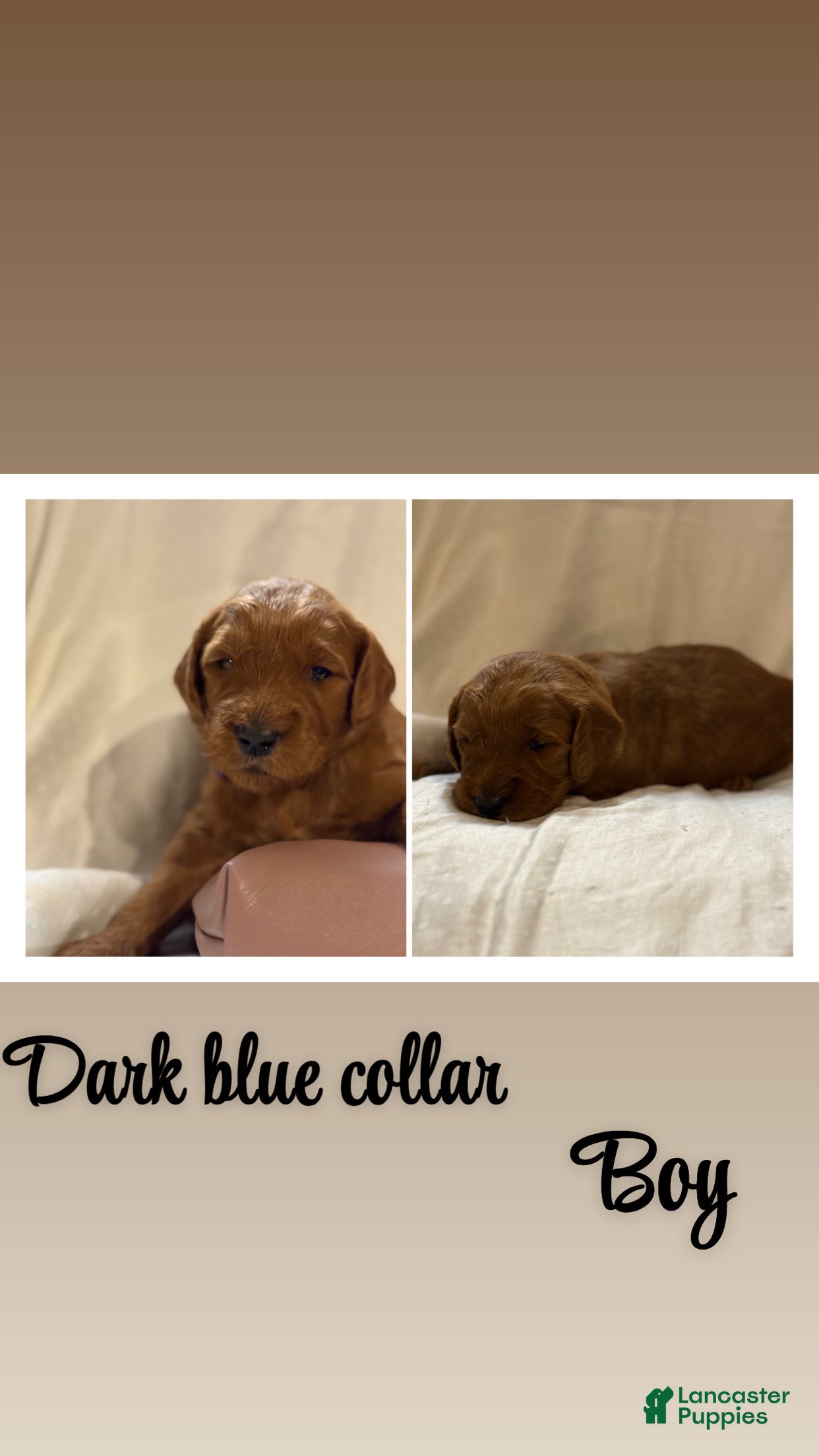 Goldendoodle dogs Goldendoodle 3 - Ad 11