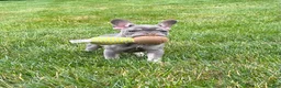 French Bulldog dogs for sale: Violet - Ad 25