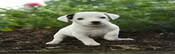 Jack Russell Terrier dogs for sale: Terry - Ad 1