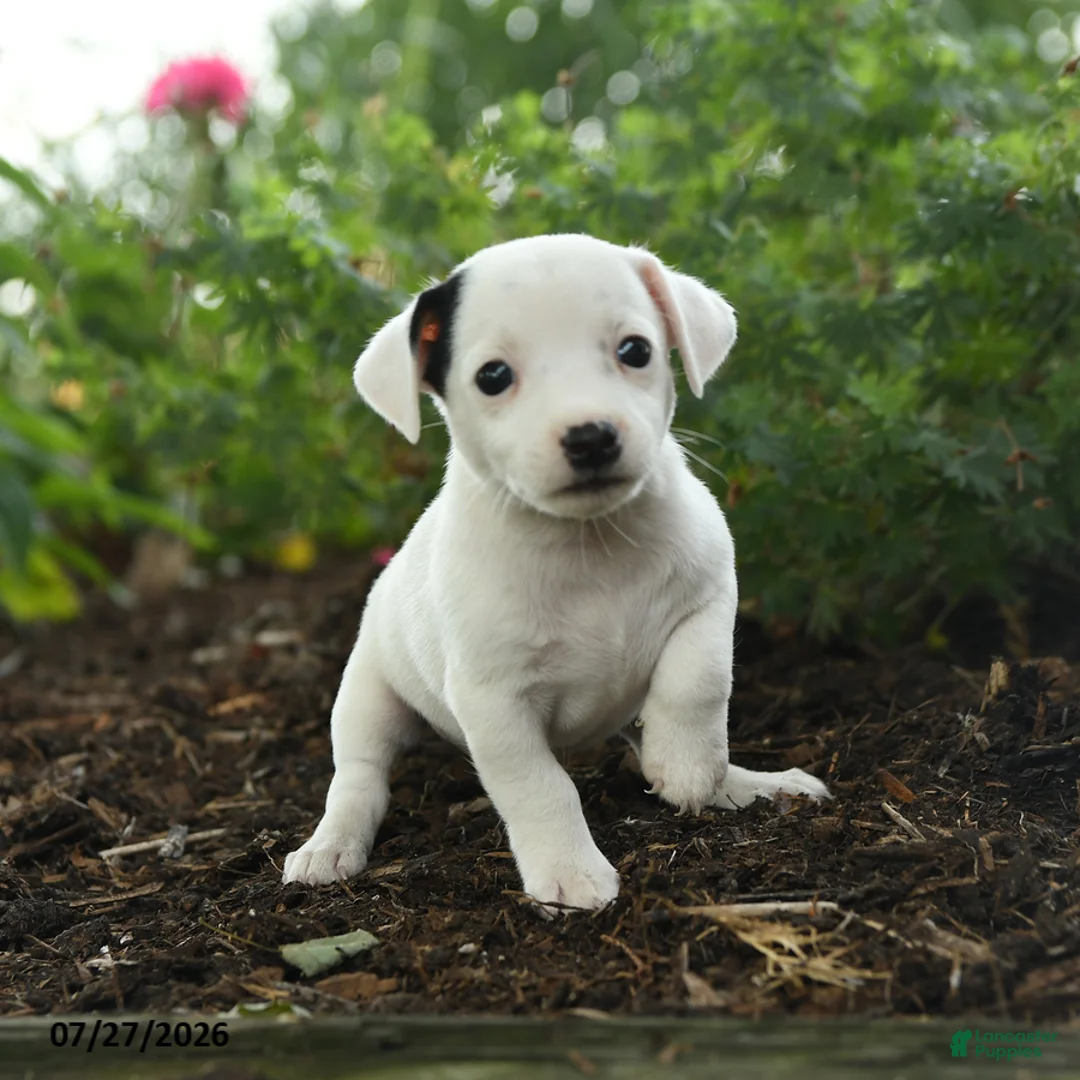 Jack Russell Terrier dogs for sale: Terry - Ad 1