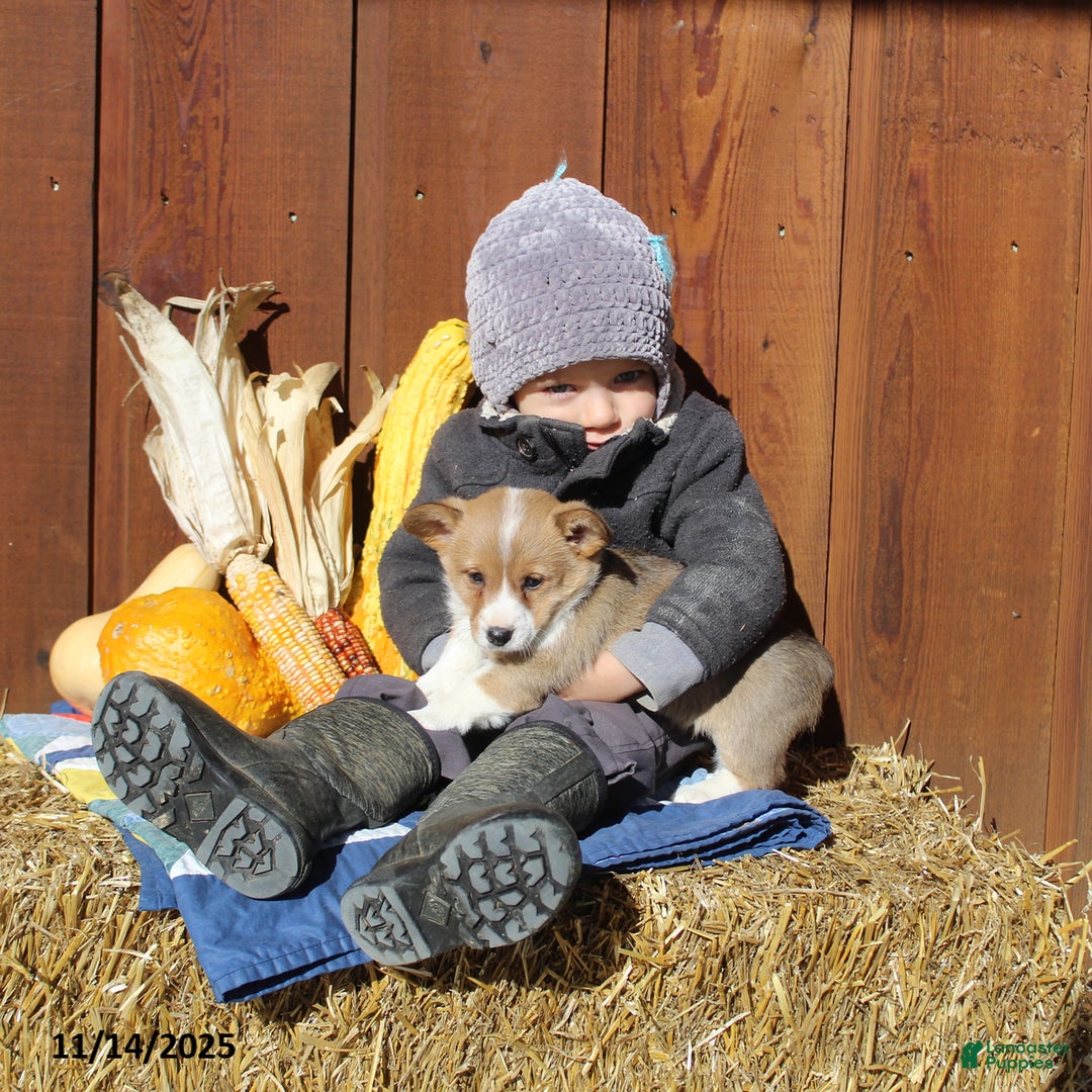 Welsh Corgi Pembroke dogs for sale: Macy - Ad 3