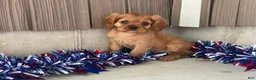 Cavalier King Charles Spaniel dogs for sale: Helen Cavalier King Charles Spaniel  - Ad 11