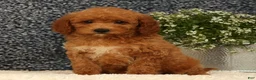 Mini Goldendoodle dogs for sale: Tori - Ad 7