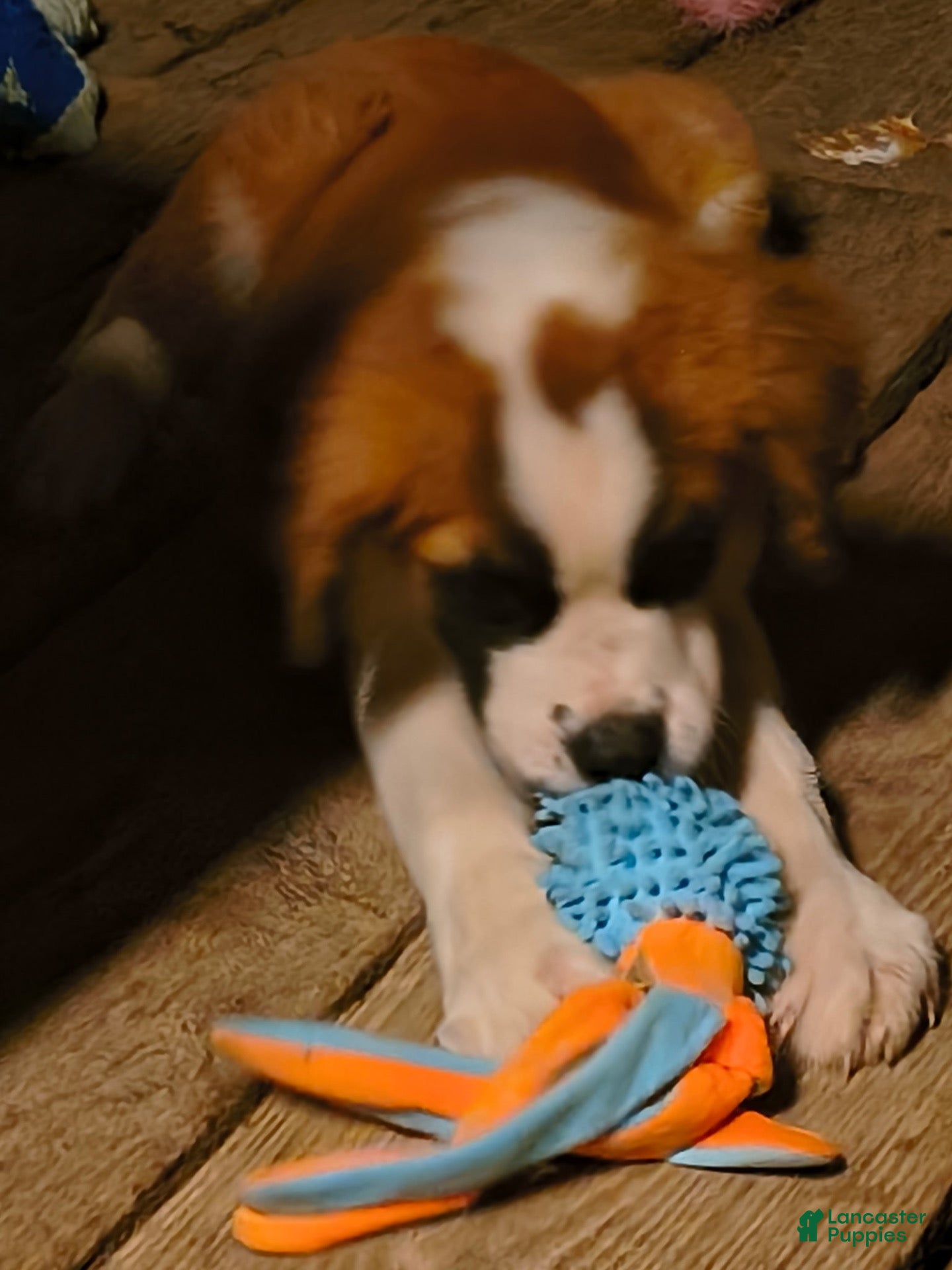 Saint Bernard dogs Saint Bernard 1 - Ad 2