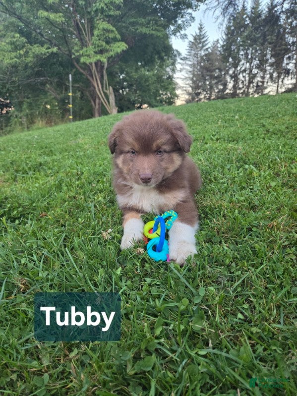 Australian Shepherd dogs Tubby - Ad 42