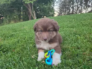 Australian Shepherd dogs Tubby - Ad 42