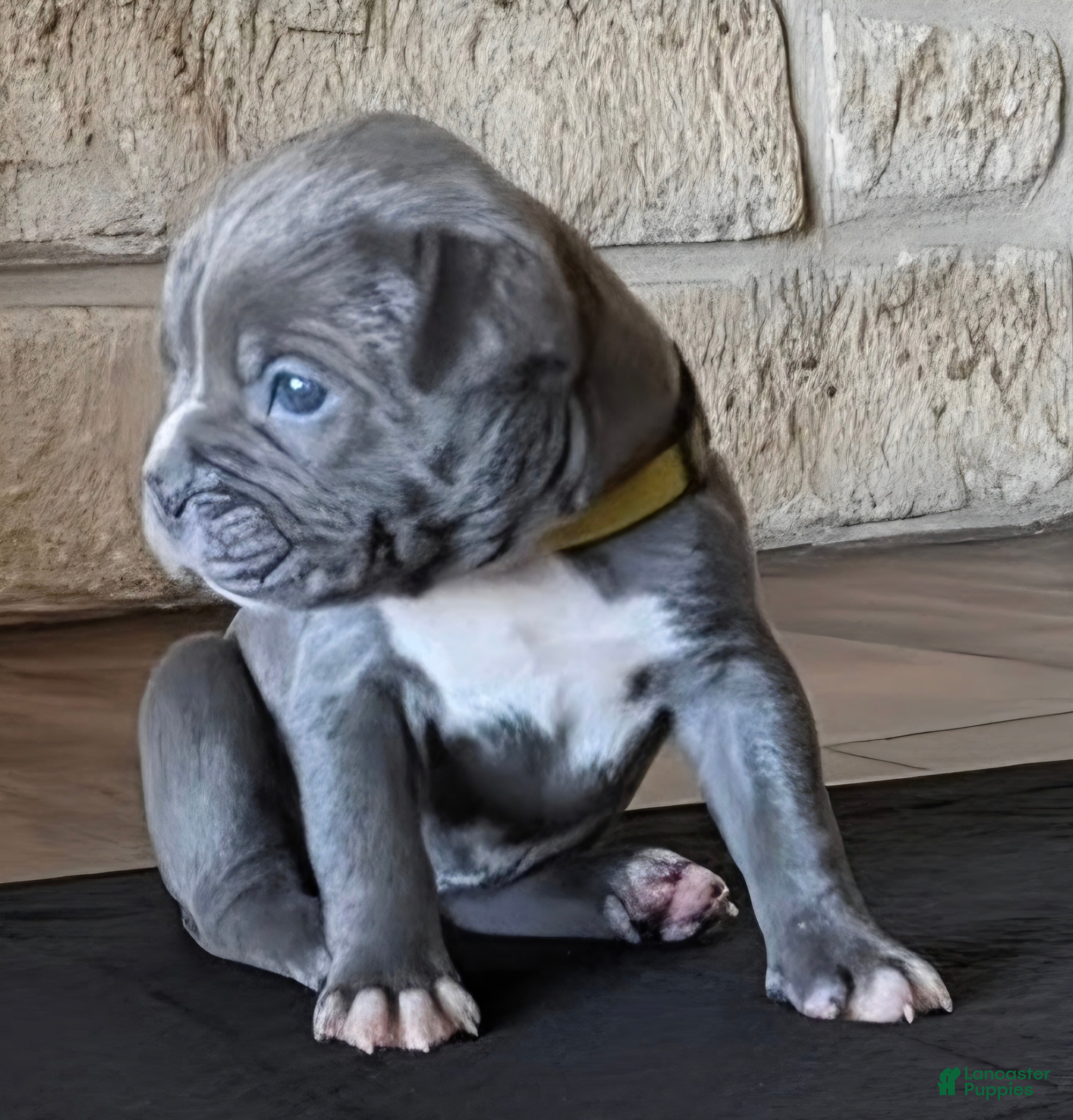 American Bully dogs Erie - Ad 1