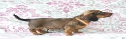 Miniature Dachshund dogs for sale: Cookie - Ad 4