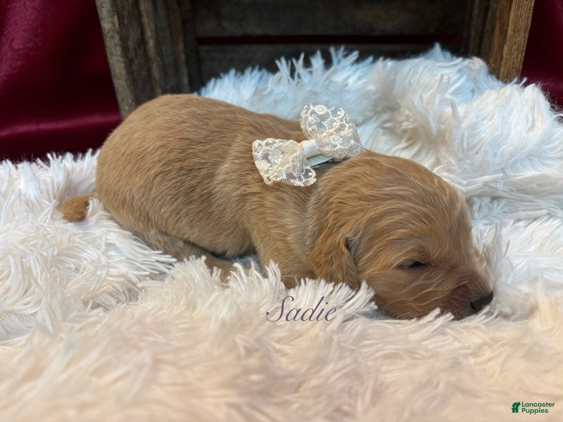 Golden Retriever dogs Sadie - Ad 1