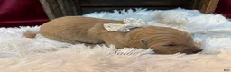 Golden Retriever dogs for sale: Sadie - Ad 1