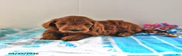 Mini Goldendoodle dogs for sale: Sawyer - Ad 5