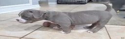 American Bully dogs for sale: American Bully 4 - Ad 4