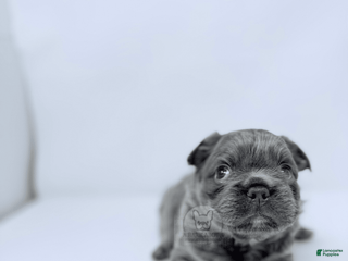 French Bulldog dogs - Ad 2