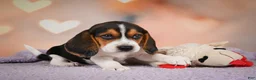 Beagle dogs for sale: OSCAR - Ad 9