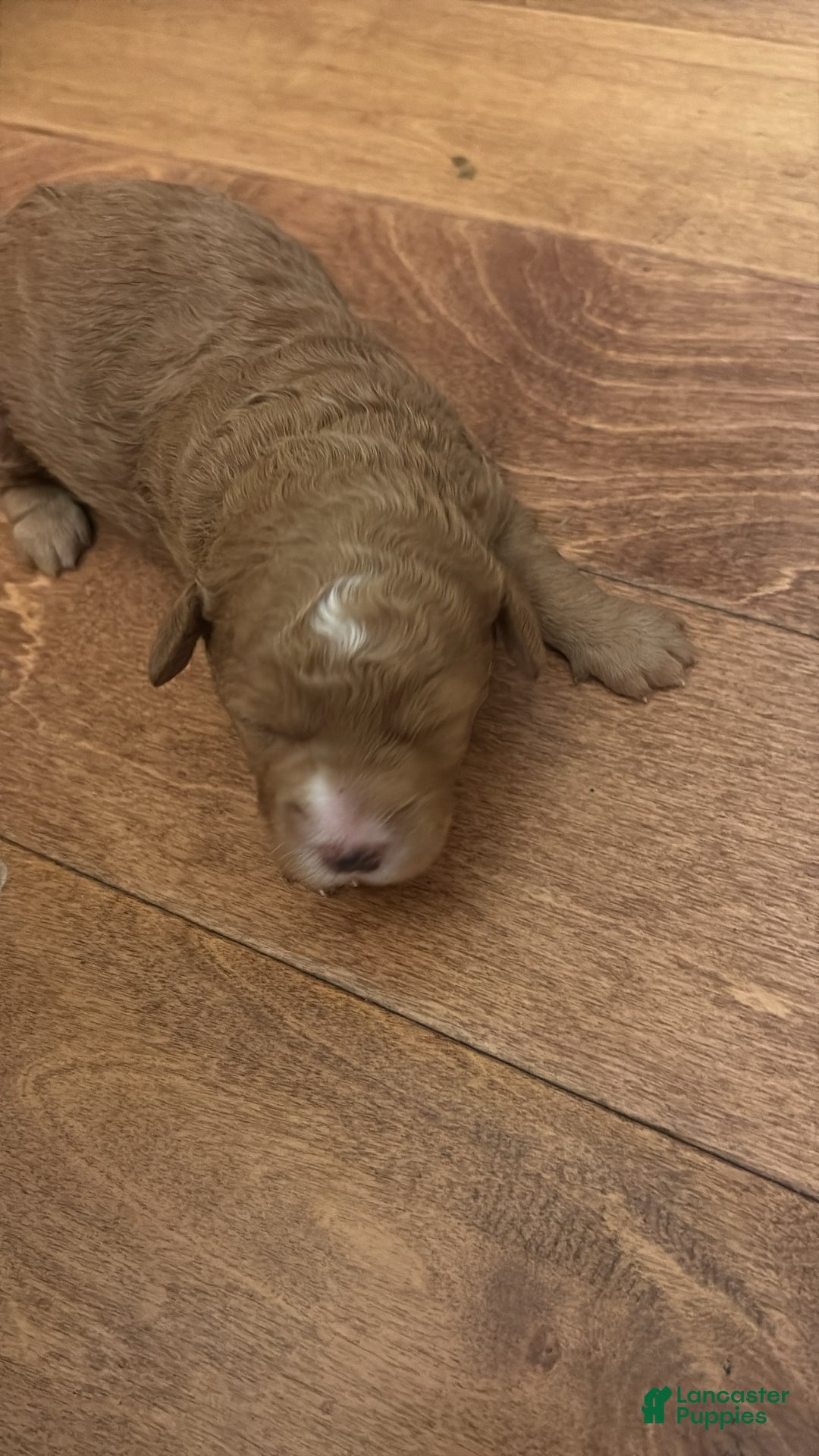 Mixed Breed dogs for sale: Mixed Breed litter of 6 puppies - Ad 1