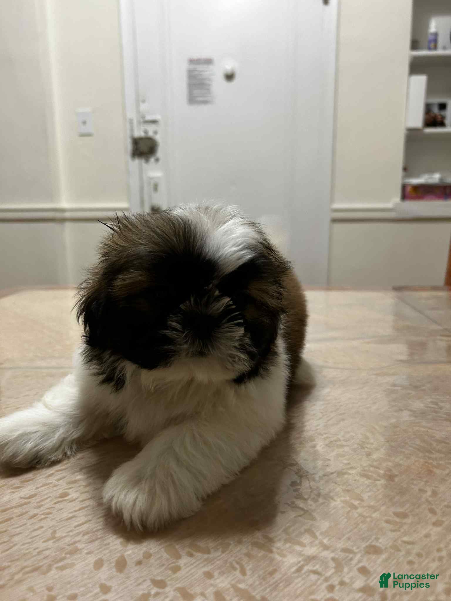 Shih Tzu dogs Charlie - Ad 25