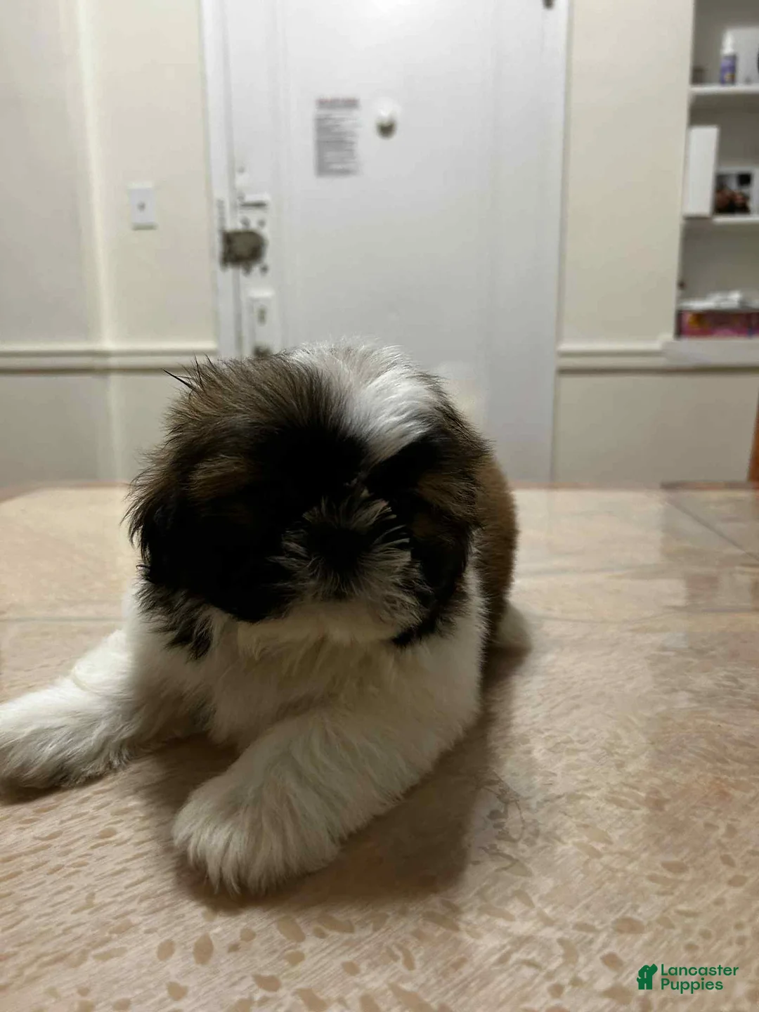 Shih Tzu dogs for sale: Charlie - Ad 1