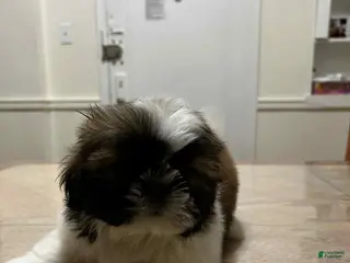 Shih Tzu dogs Charlie - Ad 25